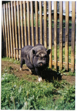 Das Hängebauchschwein "Fridolin"